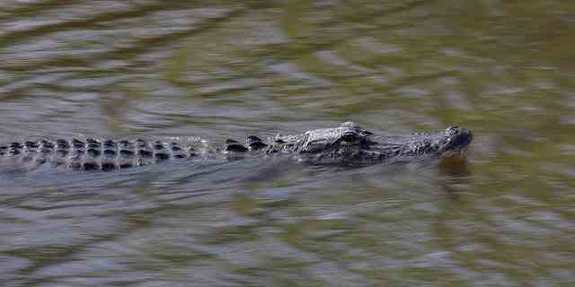 Ein Alligator schwimmt in den Florida Everglades am 4. Mai 2022 in Miami. 