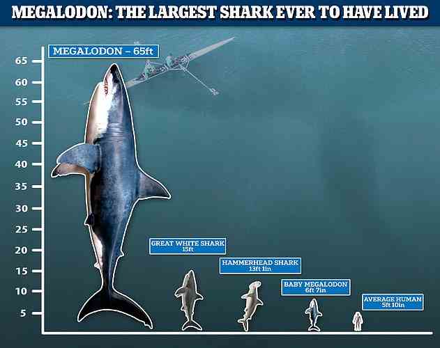 Gigantisch: Frühere Studien deuten darauf hin, dass der Megalodon Längen von mindestens 50 Fuß (15 Meter) und möglicherweise bis zu 65 Fuß (20 Meter) erreicht hat.