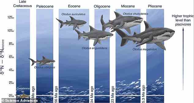 Für die Studie verwendete das Team eine neuartige Technik, um die Stickstoffisotope in fünf ausgestorbenen Arten von Megatooth-Haien zu messen, darunter Otodus megalodon