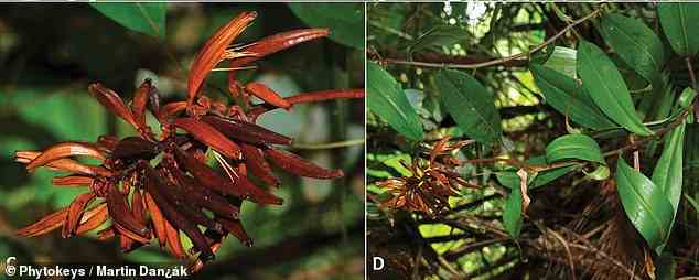 Die Art wurde erstmals 2012 auf der Insel Borneo in der indonesischen Provinz Nordkalimantan entdeckt.  Abgebildet (links) ist der Fruchtstand, der sich auf die Früchte bezieht, die aus dem reproduktiven Teil der Pflanzen stammen, und eine weibliche Pflanze (rechts) mit Fruchtstand