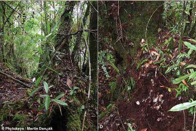 „Diese Entdeckung ist wichtig für den Naturschutz im indonesischen Borneo“, sagt ein Wissenschaftler.  Abgebildet ist ein Habitat mit einer ausgewachsenen Pflanze (links) und ein Habitat mit aus dem Boden ausgegrabenen unteren Kannen (rechts)