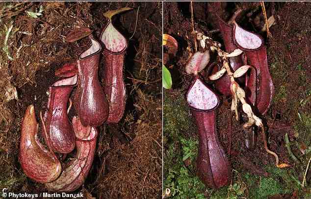 Die einzigartigen fleischfressenden Pflanzen wurden in Indonesien entdeckt.  Abgebildet sind unter einer Moosmatte sichtbare untere Krüge (links) und untere Krüge, die aus einer Hohlraumnote extrahiert wurden