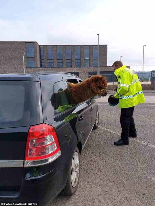 Die schottische Verkehrspolizei sah fassungslos aus, als sie bei einer Routinekontrolle ein Alpaka entdeckte, das aus einem Autofenster spähte.  Der schwarze Kombi fuhr am Montag auf der A84, Craigforth, Stirling, als er wegen einer Inspektion angehalten wurde