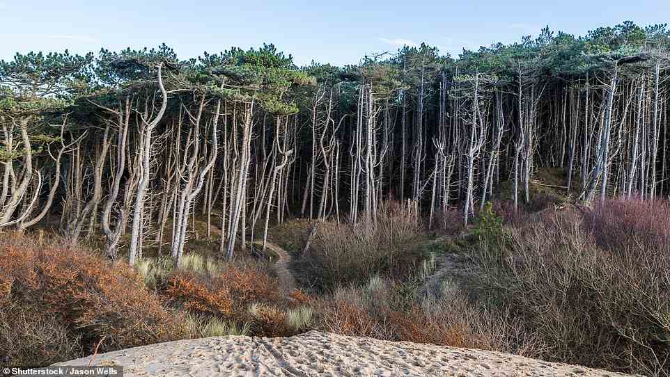 Angela Epstein begibt sich auf eine „filmische Reise“ durch den Wald von Formby, einem Kiefernwald in der Küstenebene von West Lancashire, und stellt fest, dass er sie an den Verbotenen Wald in den Harry-Potter-Filmen erinnert