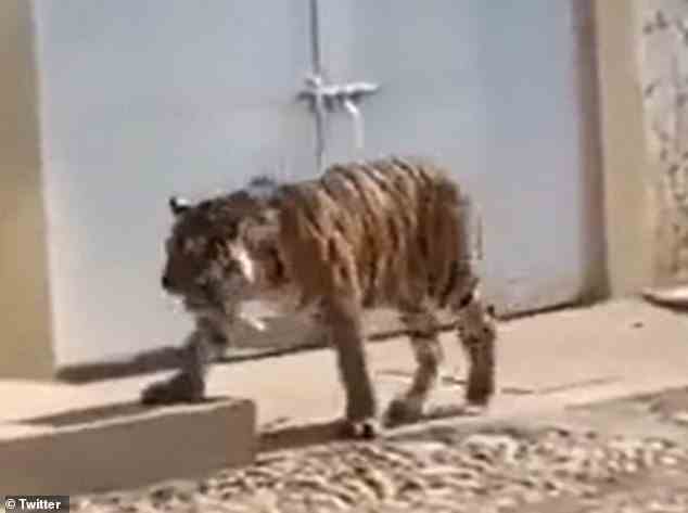Bewohner eines mexikanischen Vorortviertels flippten aus, nachdem ein Tiger aus dem Haus seines Besitzers geflohen war und durch die Straßen streifen musste