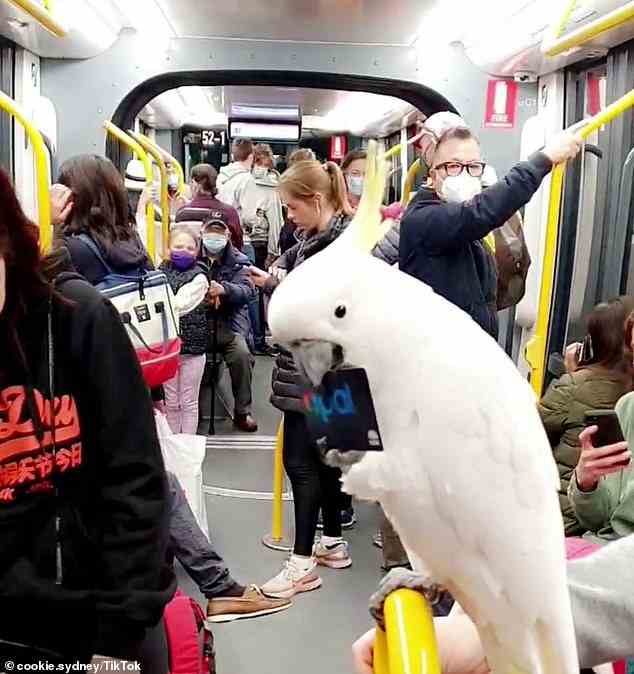 Cookie, der Gelbhaubenkakadu, begeisterte am Sonntagabend Fahrgäste in einer Straßenbahn in Sydney (im Bild)