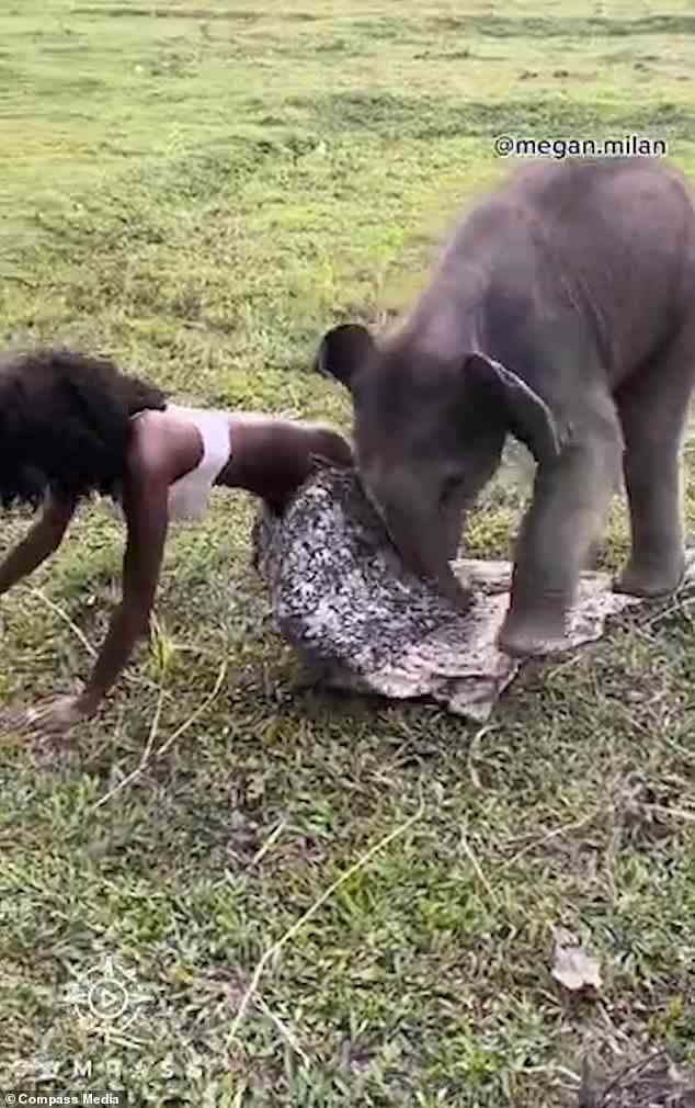 Megan Milan besuchte Anfang Juni Chia Lai Orchid, ein Schutzgebiet, das Elefanten in Chiang Mai, Thailand, rettet, als eine drei Wochen alte Elefantin ihren Rock herunterzog, wie abgebildet