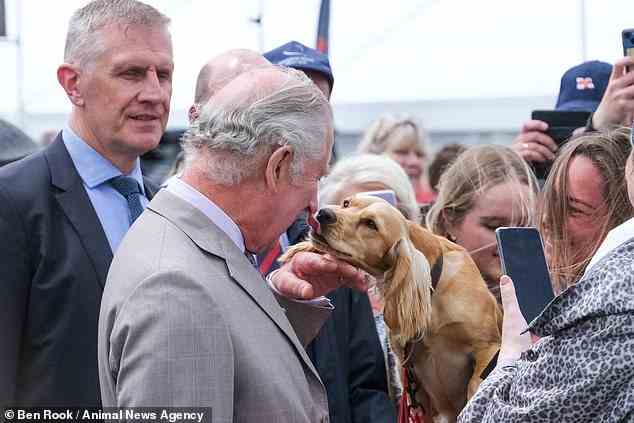Prince Charles showed his softer side today as he cuddled a cute spaniel dog while as he joined the Camilla at the Royal Cornwall Show