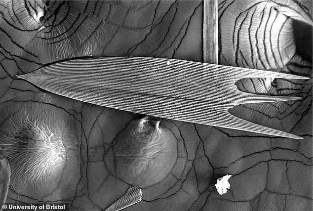 Eine Nahaufnahme des Flügels einer Motte, die eine Schuppe auf der Oberfläche zeigt.  Diese absorbieren Echoortungsrufe, die von Fledermäusen verwendet werden, um Beute zu finden, und verstecken sie effektiv vor ihrem Raubtier