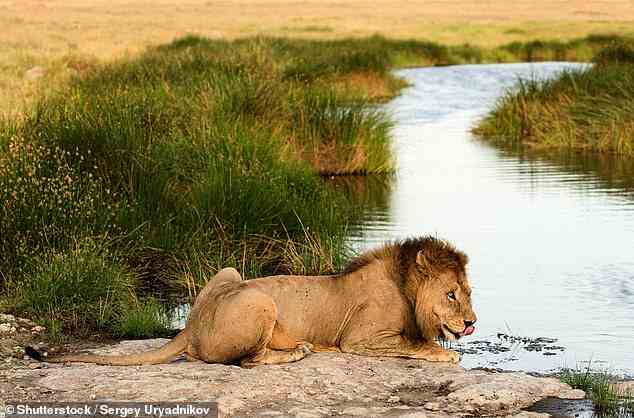 In Africa there are now roughly 25,000 lions in 60 separate population groups, half of which consist of less than 100 lions