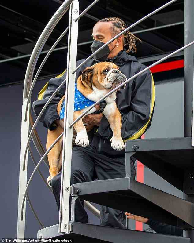 Hamilton trägt seinen Hund Roscoe die Treppe der Rennstrecke von Silverstone hinauf