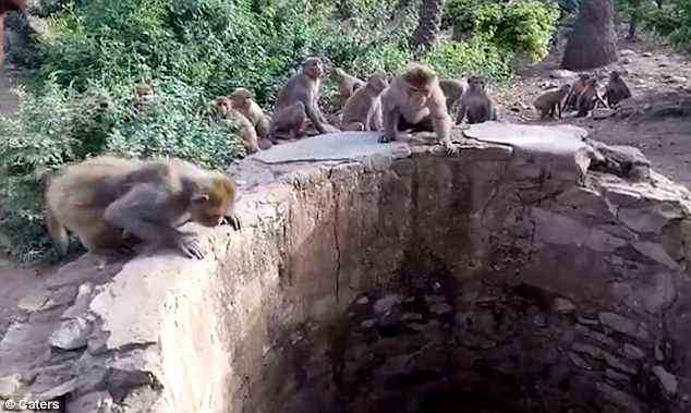 Affen halten sich normalerweise weit von Leoparden fern, um nicht als Mahlzeit zu enden, aber 2018 rettete eine Affengruppe einen Leoparden vor dem Ertrinken.  Das Filmmaterial der Veranstaltung zeigt unaufhörliches Geschwätz und Springen am Rand eines Brunnens hinter einem Tempel in Sikar, Rajasthan