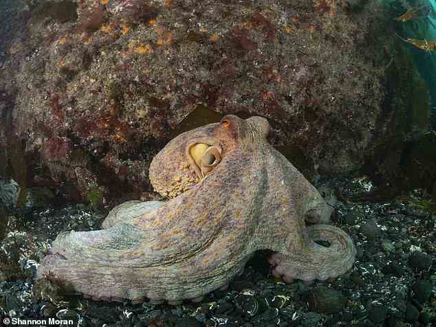 Der Gemeine Oktopus ist bekannt für seine großen Augen, seinen weichen, sackartigen Körper und seine Tentakel, die bis zu einem Meter (über 3 Fuß) lang sein können.
