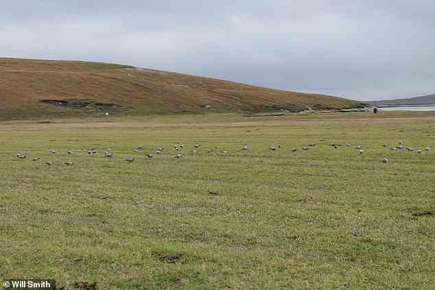 Es wurde auch festgestellt, dass Felsentauben auf den Äußeren Hebriden nahezu frei von Wildtaubeneinfluss sind.  Im Gegensatz dazu haben Rock Doves in Orkney eine intensive Kreuzung mit wilden Tauben erlebt und sind vom Aussterben als eigenständige Linie bedroht