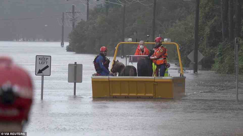 Parts of Lower Portland, Pitt Town, Agnes Banks and South Maroota residents were also urged to leave their homes by early Monday morning (pictured, emergency rescue crews with two ponies onboard in Milperra)