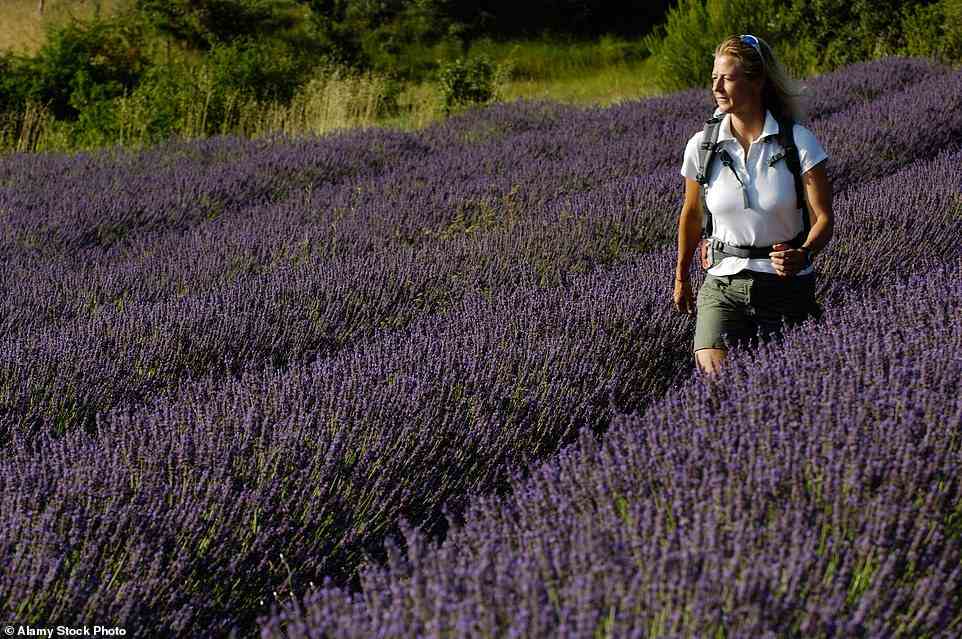 Duftend: Der Urlaub „Pottern durch die Provence“ bietet entspannte tägliche Spaziergänge – keine mehr als 14 Kilometer – die sich durch Weinberge, Lavendelfelder und Zedernwälder schlängeln