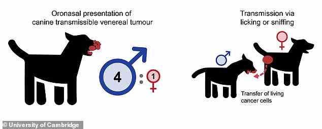 CTVT, auch bekannt als übertragbarer venerischer Tumor oder Sticker-Sarkom, ist ein übertragbarer Krebs, der Hunde befällt.  Es wird durch die Übertragung lebender Krebszellen zwischen Hunden übertragen, normalerweise während der Paarung