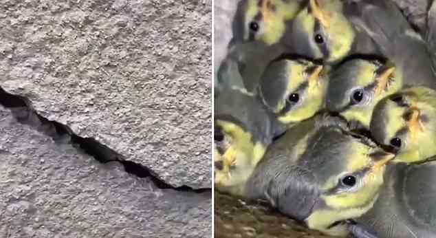 Inside this crack in one Melbourne home, Mr Khalil found a flock of birds nesting