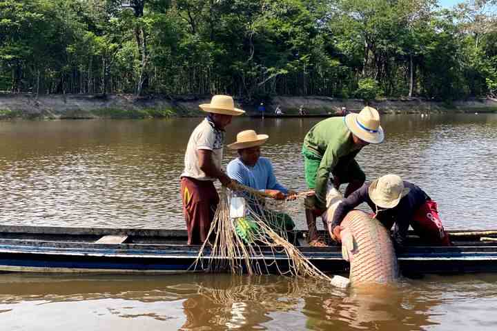 Mitglieder des indigenen Volkes Deni arbeiten am 15. September 2021 während der Arapaima-Fischerei im Einzugsgebiet des Flusses Jurua im brasilianischen Amazonas.