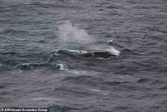 Das Team entdeckte auch acht ungewöhnlich große Gruppen von bis zu 150 Walen, die anscheinend aktiv fraßen