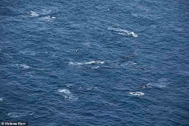 Das Team zeichnete 100 Gruppen von Finnwalen mit Gruppengrößen von einem bis vier Individuen auf