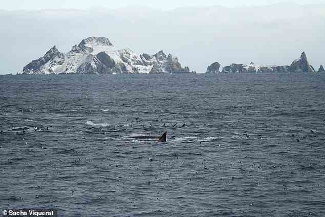 Die Sichtungen deuten darauf hin, dass sich die Finnwale in den antarktischen Gewässern endlich erholen