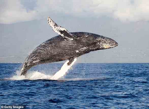 Forscher haben aufgezeichnet, wie Buckelwale ihre Rufe ändern, wenn sie auf neue Weiden ziehen, um sie an die Lieder anderer um sie herum anzupassen (Dateifoto)