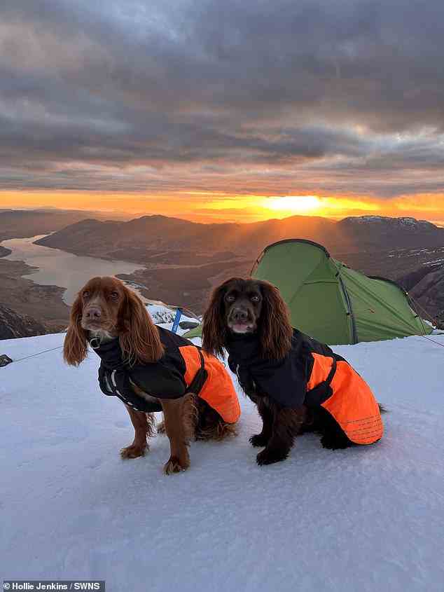 Die Sehenswürdigkeiten betrachten: Die treuen Spaniels Hugo und Spencer, abgebildet, haben im letzten Jahr 90 Munros – Berge in Schottland mit über 3000 Fuß Höhe – „eingesackt“.