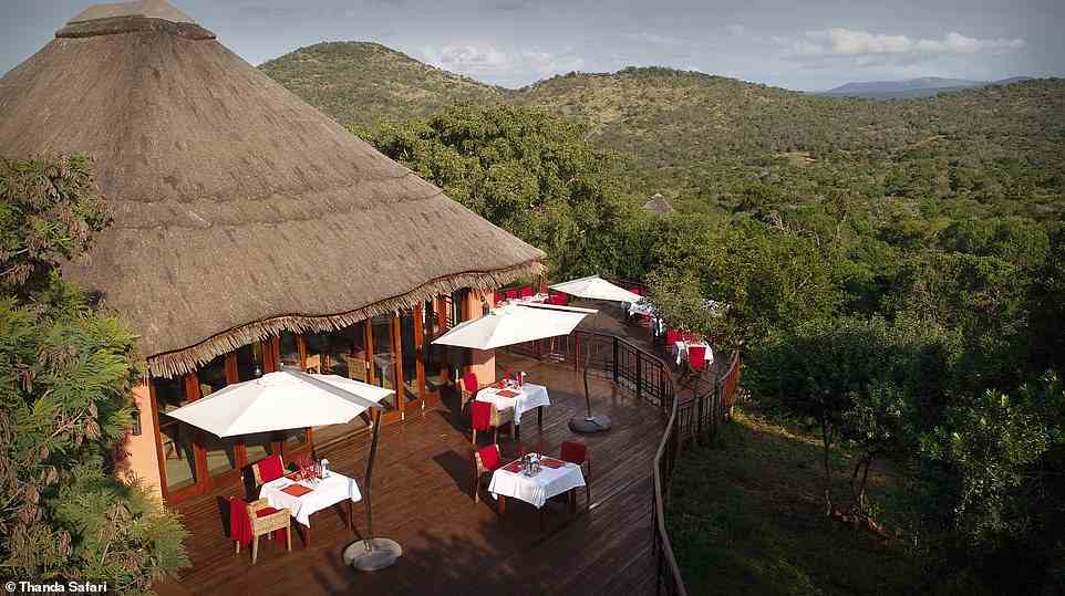 Von der Thanda Safari Lodge aus können die Gäste auf das üppig grüne Blätterdach herabblicken, wo die Tiere frei herumlaufen