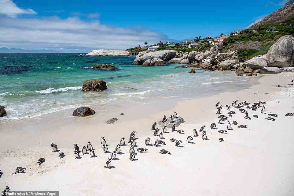 Ein Höhepunkt der Reise der Familie nach Kapstadt war das Felsenspringen und Schwimmen mit den Pinguinen von Simon's Town (im Bild).