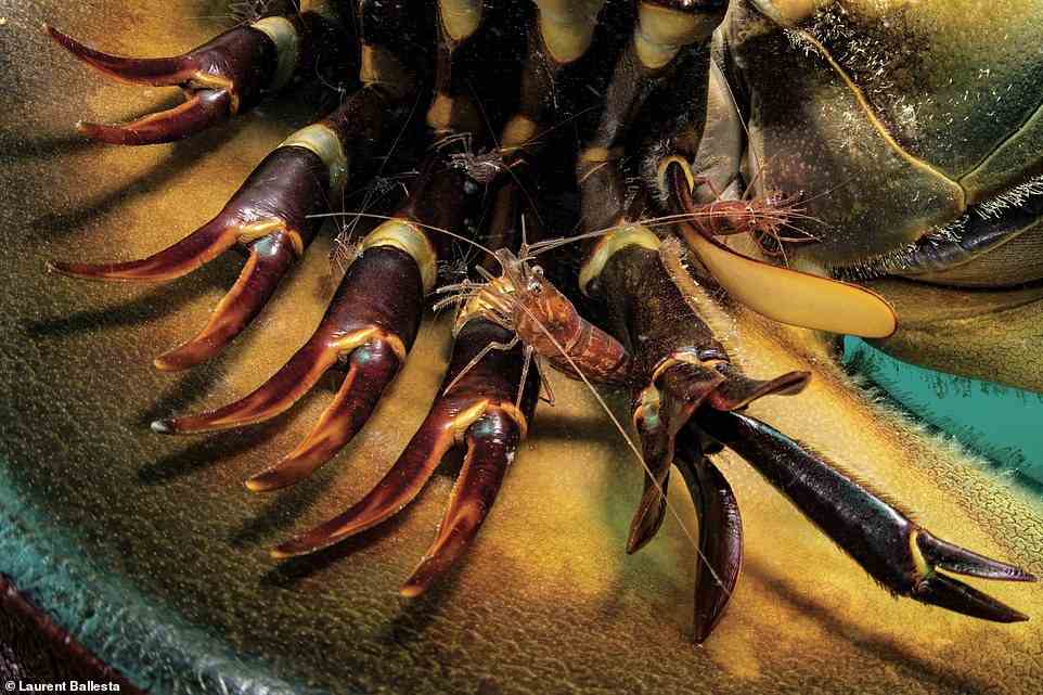 Pfeilschwanzkrebse sind auf der philippinischen Insel Pangatalan zu einem Symbol der Widerstandsfähigkeit geworden.  Abgebildet ist ein Pfeilschwanzkrebs, der ein Ökosystem in seiner Schale versteckt.  Die haarähnlichen Objekte entlang seines Körpers sind Hydroide – winzige, wuschelige wirbellose Tiere, die mit Quallen verwandt sind – und mindestens acht Garnelen klammern sich an die Zangen der Krabbe.  Pfeilschwanzkrebse sind relativ unerforscht;  Es ist wenig darüber bekannt, wie sie mit anderen Arten interagieren