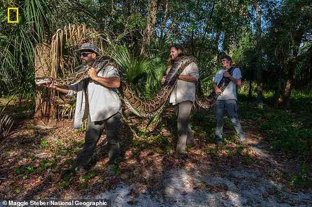 Forscher der Conservancy of Southwest Florida fingen diese massive weibliche Python, die 215 Pfund wog und 17,7 Fuß lang war.  Die Schlange wurde im Dezember geschnappt