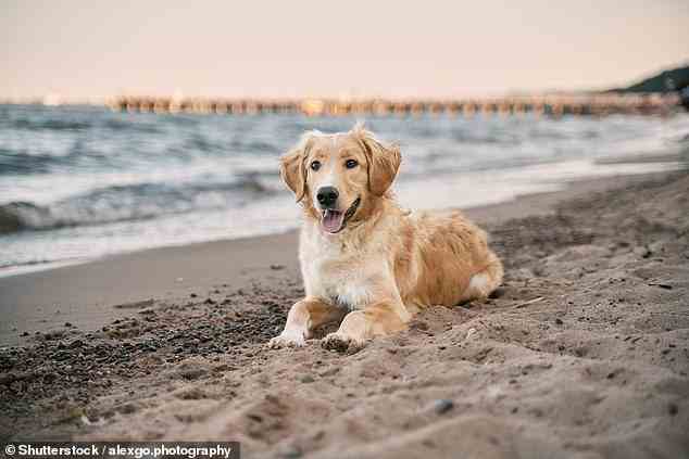 If a dog also has white or particularly light-coloured fur they are even more susceptible to sun burn as more of the harmful UV rays can reach their skin (stock image)