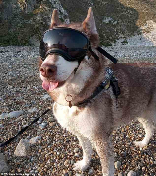 Vets from Eastcott Veterinary Referrals in Swindon are recommending owners pick up a pair of sunglasses if their dog is sensitive to bright light or has recently had eye surgery