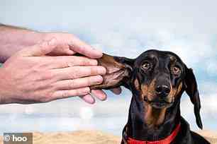There are special sun creams available that are designed for canine skin which can be bought from pet shops or through a vet