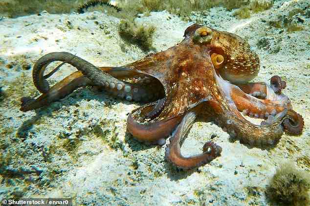 Ein Oktopus hat acht lange Arme, die in der Lage sind, Gegenstände jeder Art von Oberfläche in einer aquatischen Umgebung zu ergreifen, was die Inspiration für den Octa-Handschuh war