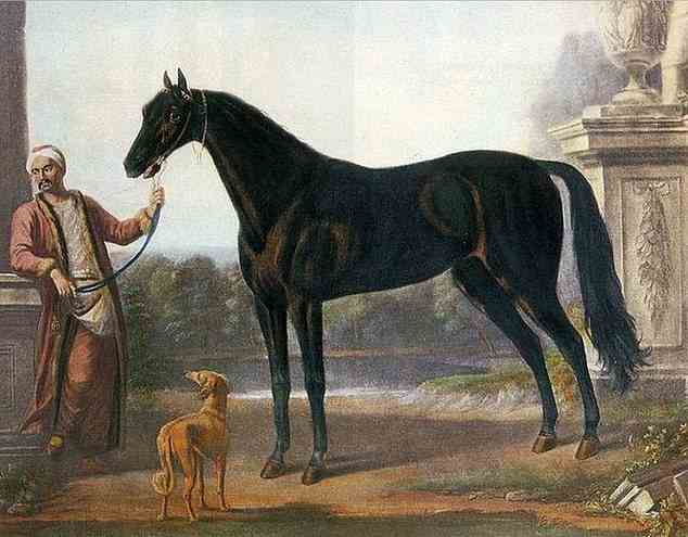 Vollblüter wurden im England des 17. Jahrhunderts entwickelt, um Pferde zu schaffen, die Rennen fahren und springen können, und 80 Prozent der Reinrassigen von heute lassen sich auf die kleine Anzahl von Gründern zurückführen.  Abgebildet ist ein Byerly Turk