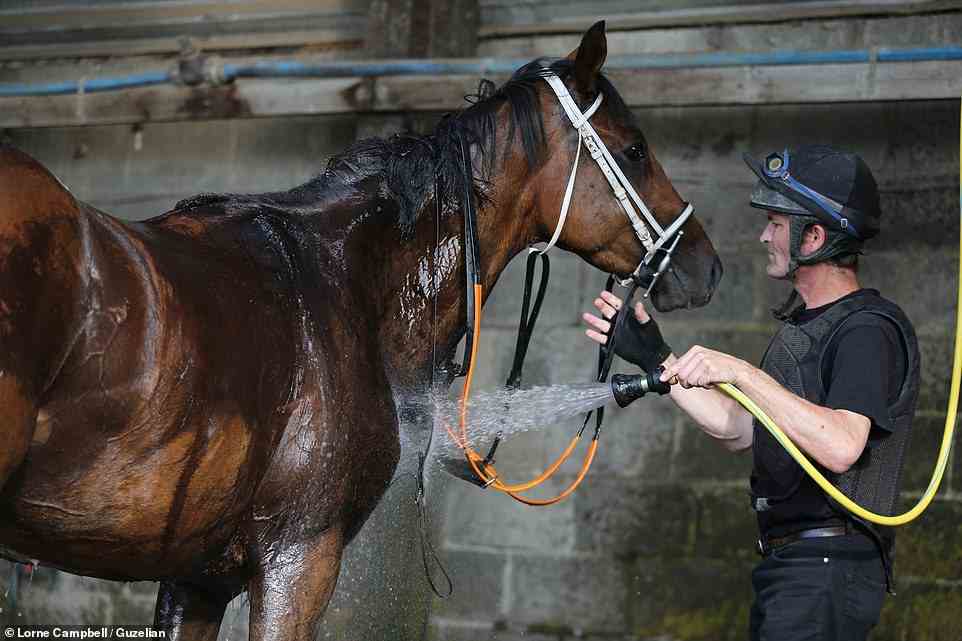 Racehorses get cooled down at trainer Sue Smith's yard near Bingley in West Yorkshire this morning
