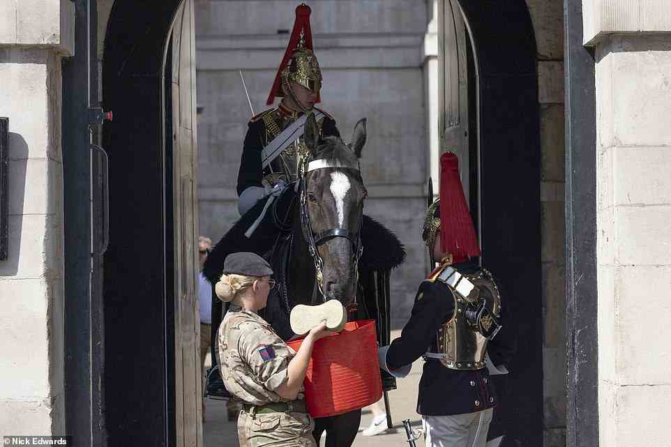 A horse at Horse Guards Parade in Westminster is given some water to cool down as the heatwave continues