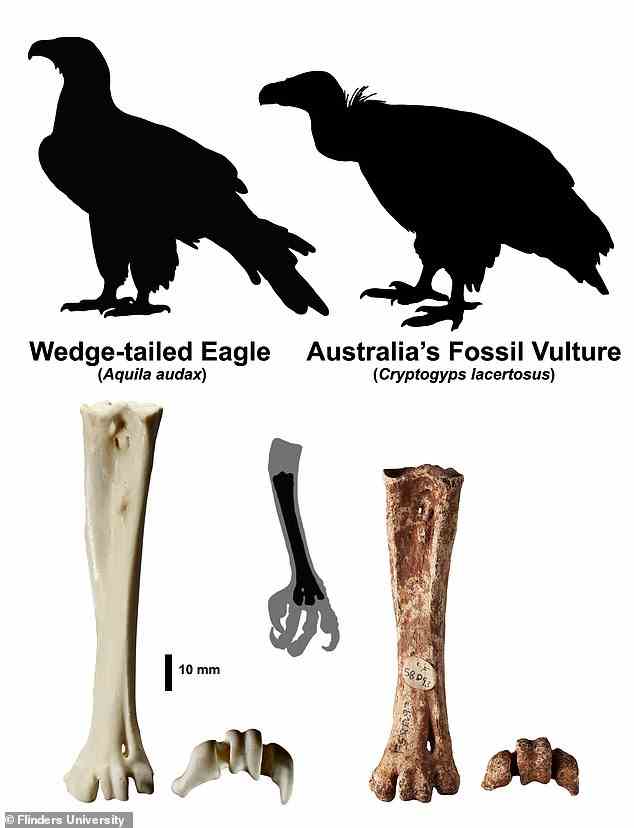 Der Vogel galt ursprünglich als ausgestorbener Verwandter des Keilschwanzadlers (links).  Aber eine Analyse seiner Beinknochen hat bestätigt, dass es sich tatsächlich um einen Geier handelte (rechts).
