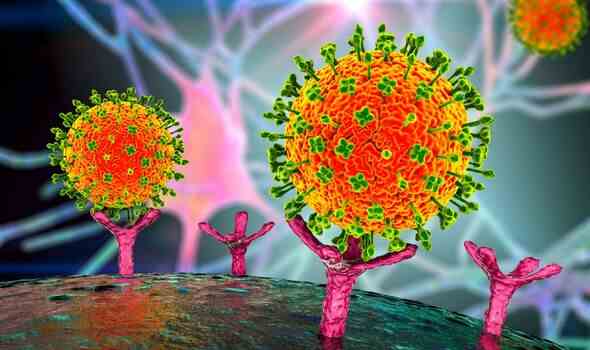 Partikel des Nipah-Virus greifen Zellen an