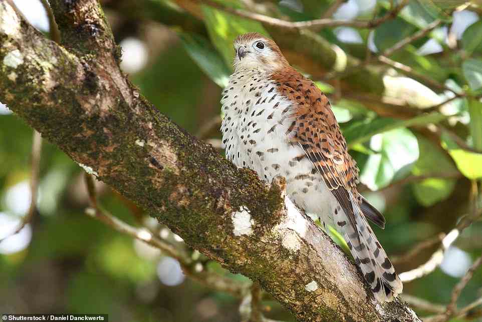 Das Naturschutzgebiet von Bel Ombre, in dem Julia gewandert ist, beherbergt viele endemische Vogelarten, darunter den Mauritiusfalken, einen 