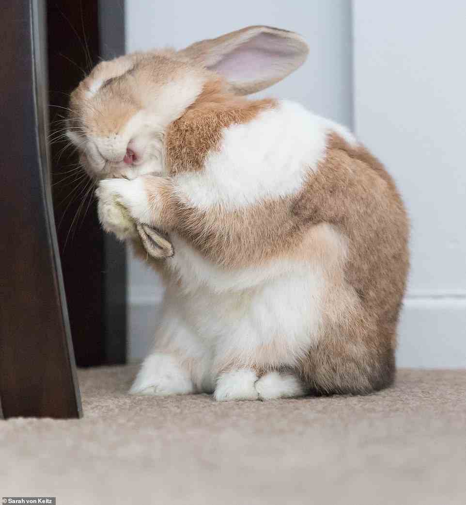 Strike a pose! Fibunacci the bunny looks like he could be praying, laughing or blowing a raspberry... but actually, he's just cleaning his ears. The photo was snapped by Sarah von Keitz