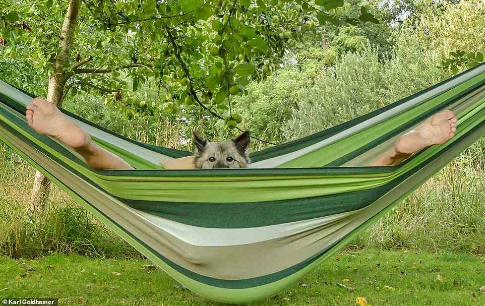 Who are you looking at? Photographer Karl Goldhamer shared this photo of a pup peering out over a hammock next to a pair of relaxed human feet. The snap is playfully titled 'Werewolf 2.0'