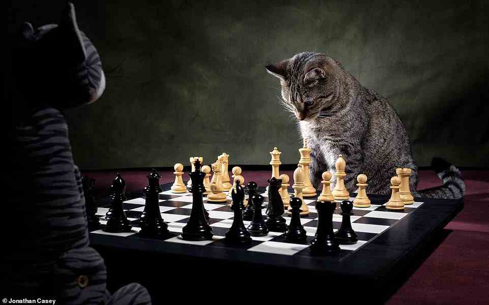 Grandmistress Candy! British photographer Jonathan Casey took this photo of his tabby cat Candy, apparently making waves in the chess world