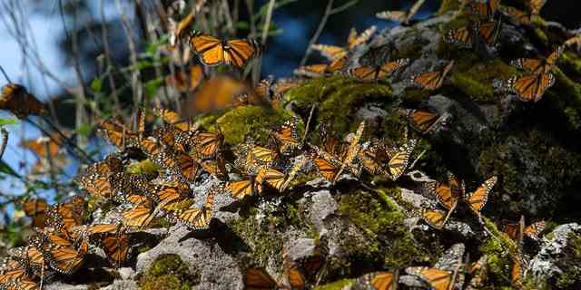 Monarchfalter landen am Freitag, den 16. Januar 2015, auf einem Felsen im Sierra Chincua Butterfly Sanctuary in der Nähe von Angangueo im Bundesstaat Michoacan, Mexiko.