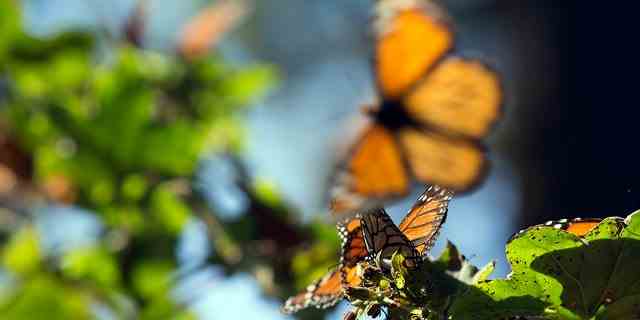 Monarchfalter fliegen in der Nähe von Oyamel-Bäumen im Sierra Chincua Butterfly Sanctuary in der Nähe von Angangueo im Bundesstaat Michoacan, Mexiko, am Freitag, den 16. Januar 2015. 
