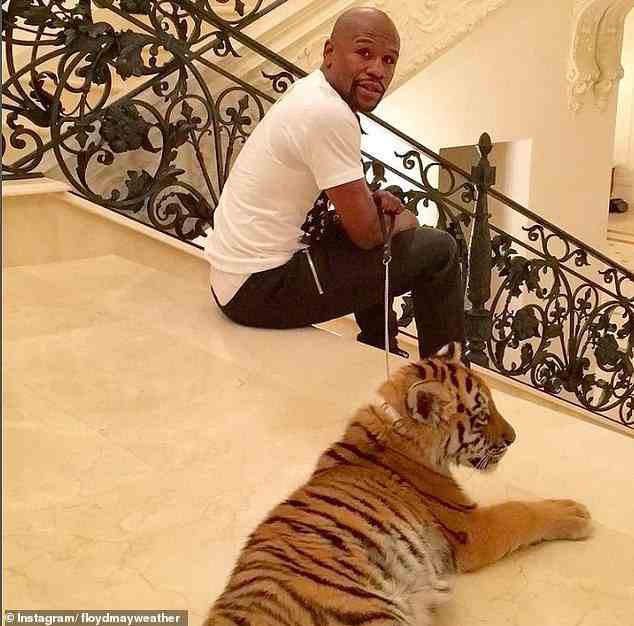 Der 45-jährige Mayweather erhielt 2015 heftige Gegenreaktionen, nachdem er ein Bild mit einem Tiger an der Leine im Inneren platziert hatte
