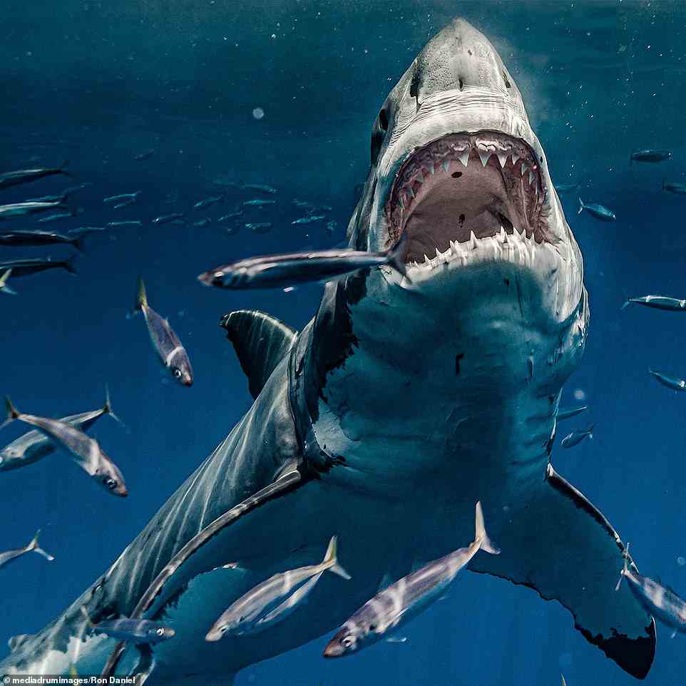 A school of fish swim urgently around the Great White, who'd consider them a light snack. Great White Sharks eat around three percent of their body weight every single time they hunt. That means a 2.5-ton fish would eat 182lbs (83kg) each hunt