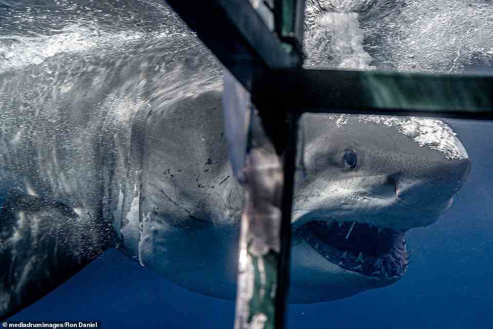 This terrifying angle shows just how close the Great White got to the puny metal structure Ron and his pals watched from. He commented: 'Over the course of three days, we ended up getting very well acquainted with this particular shark'